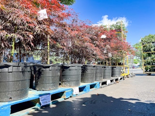 costco-plant-japanese-maple