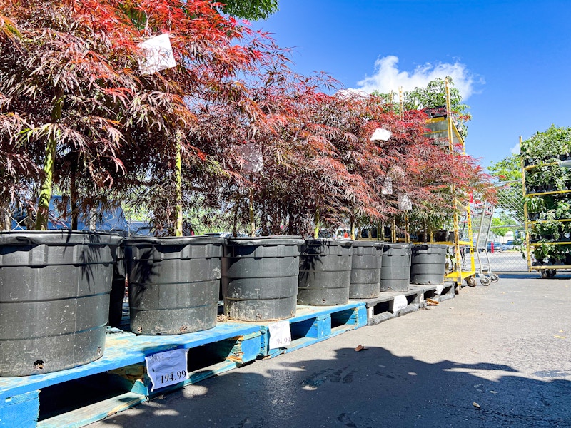costco-plant-japanese-maple