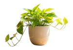 Golden Pothos House Plant