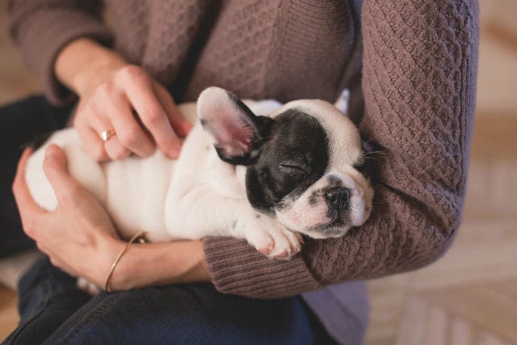 How I Saved $1,138 on My Dog's First Year!