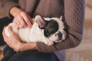 dogvacay sahm