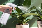 a person spraying a plant with a spray bottle 