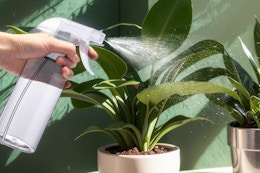 a person spraying a plant with a spray bottle