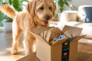 amazon-pet-day-26-11