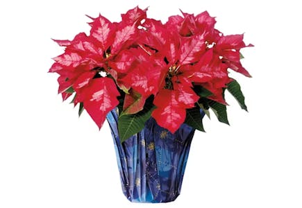 Poinsettias