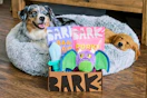 Two dogs laying on dog bed with a BarkBox filled with treats and toys