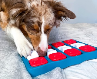 A dog opening an Outward Hound puzzle treat toy.