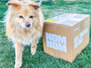 a dog sitting next to a nom nom dog food box