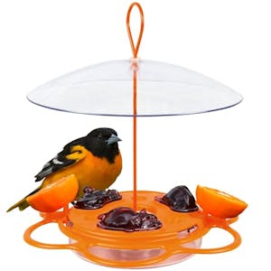 Bird Feeder