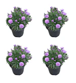 Lowe's Purple Aster 4-Pack