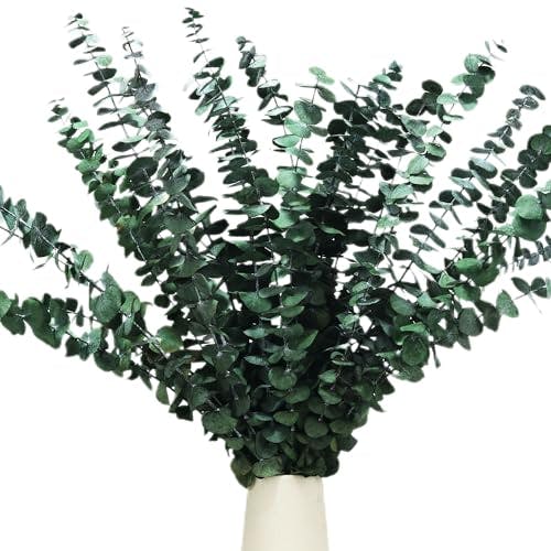 Dried Eucalyptus Stems
