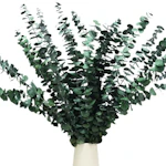 Dried Eucalyptus Stems