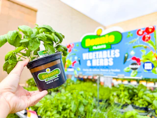 Lowe's Bonnie plants