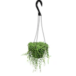 String of Pearls Hanging Basket
