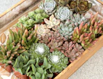 small pots of succulent plants in a wooden box