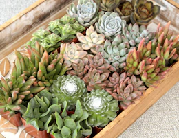 small pots of succulent plants in a wooden box