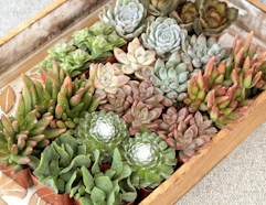 small pots of succulent plants in a wooden box