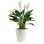 Peace Lily House Plant