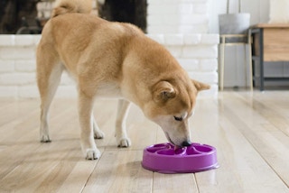 amazon outward hound pet bowls 2022 1 1651501930 1651501930