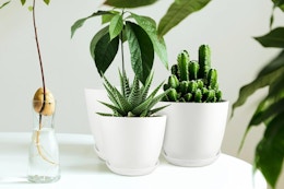Prime Members: Plant Pots With Drainage 5-Pack, $12 on Amazon  card image