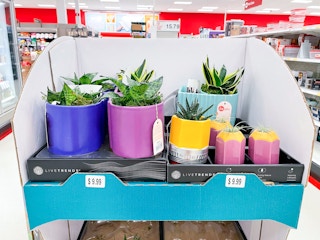 plants on shelf at target