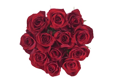 Bloom Haus Dozen Roses